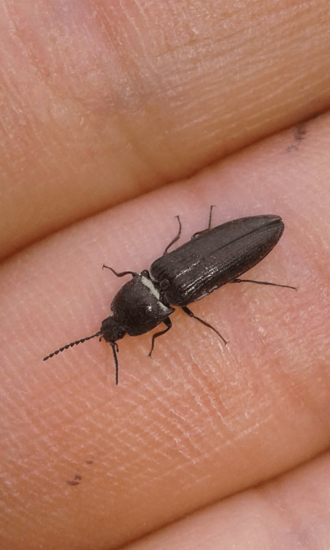Elateridae: cfr. Cidnopus sp.